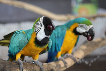 Blue parrot eating food On the branches