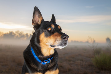 Sunrise with Niko Dog