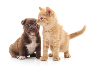 Kitten and puppy.