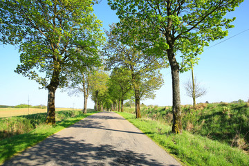 Fototapeta na wymiar Rural road in Drawska Natural Preserve, Pomerania, Poland