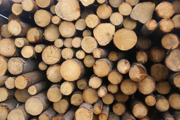 Logs from a pine