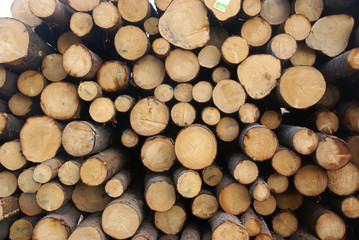  heavy logging