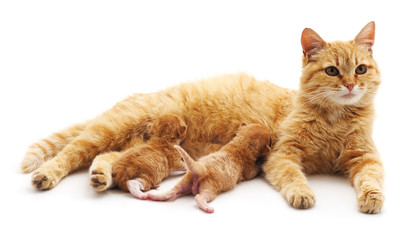 Obraz premium Cat with kittens.