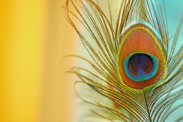 peafowl close up on background.