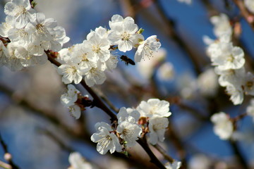 flowering apricot tree in spring