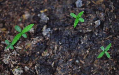 marijuana weed smoking close up on background