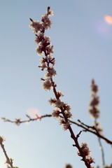  flowering apricot tree in spring