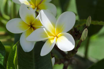 group of yellow white (Frangipani, Plumeria) on a sunny day with natural background
