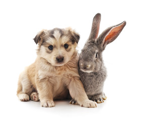 Puppy and rabbit.