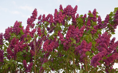 bush of lilac 