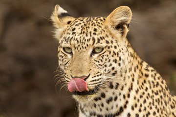 Lick lipping Leopard