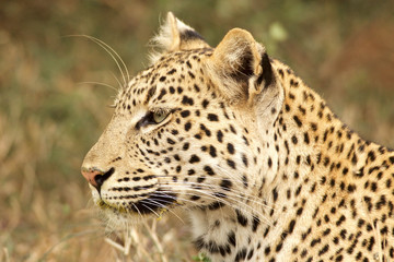 Beautiful Leopard in Bush