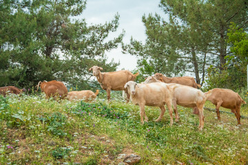 Naklejka na ściany i meble A herd of goats grazing in the countryside in a village in Greece