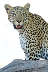 Obraz na płótnie Canvas Beautiful Leopard in Tree Bough