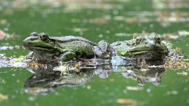 Wasserfrosch, Teichfrosch, Rana esculenta im Teich, Auge, close up, Gr&uuml;nfrosch, Amphibie, 4K