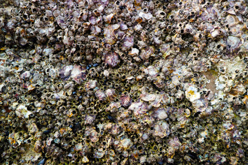 barnacle is a marine crustacean with an external shell