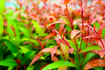 young red leaves of top christina decorate plant in garden