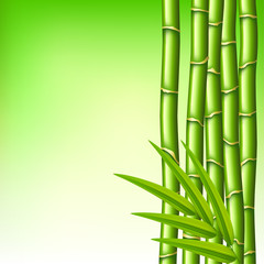 Fototapeta na wymiar Bamboo branches on green background vector
