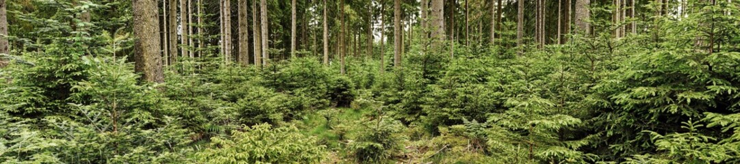 Grüner Nadelwald mit Tannen und Fichten als Panorama