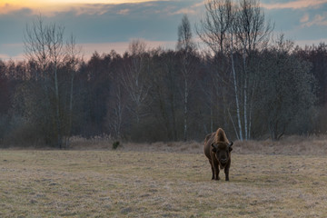 Frei lebende Wisente im Nationalpark Bialowieza, Polen