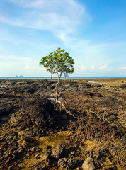 Mangrove tree at Panka Noi beach, Satun Thailand
