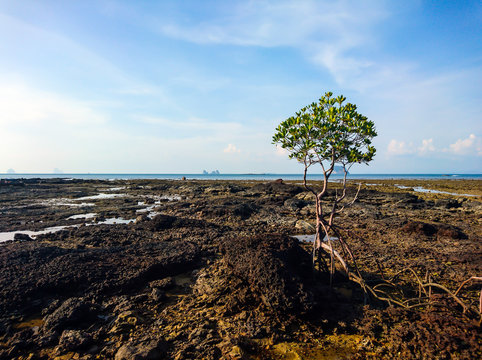 Mangrove tree at Panka Noi beach, Satun Thailand