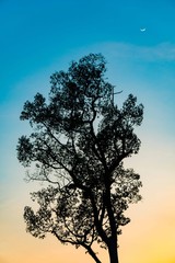 Fototapeta na wymiar Silhouette tree on sundown