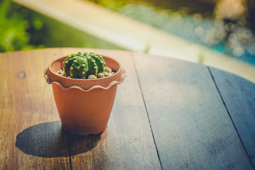 Small cactus on wood table in warm light tone include space for add text or graphic