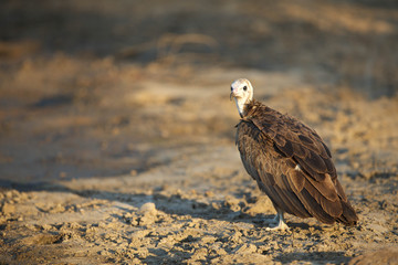 Vulture poises on ground next to carcass