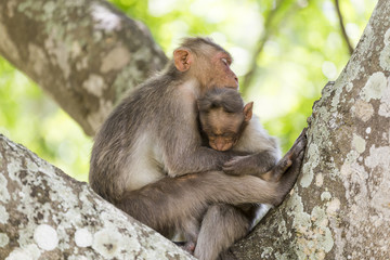 Monkey family