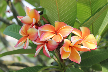 Fototapeta premium Plumeria flowers in the garden.