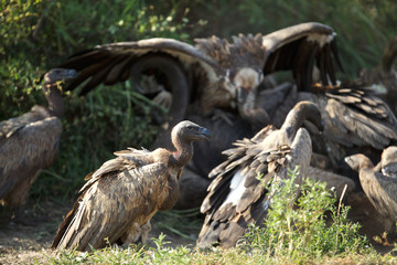 Group of Vultures on Kill
