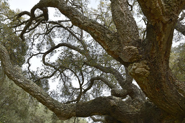 Chêne-liège (quercus suber) au printemps
