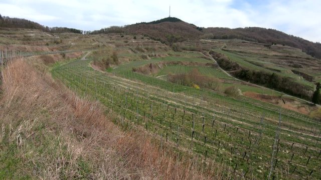 Landschaftspanorama am Weinbaugebiet Kaiserstuhl mit Terrassenanbau, 4K