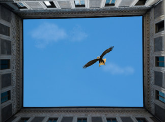 Eagle inside building garden
