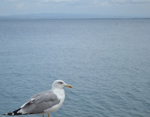 Close-Up Of Seagull Against Sea
