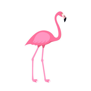 Pink flamingo bird isolated on white background. Vector illustration