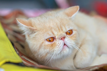 Portrait of an Exotic Shorthair kitten.