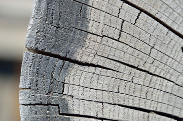 drewno tekstura