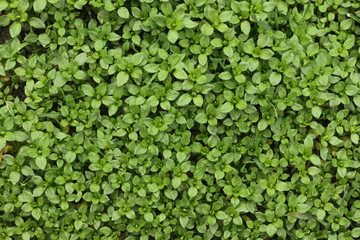 Young plants with droplets of water after rain