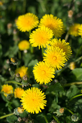 A clump of yellow dandelions growing on a pasture