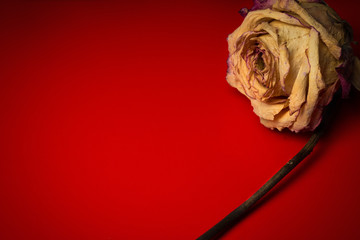 dry rose on red background.