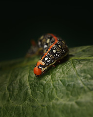 Macro of caterpillar on leaf