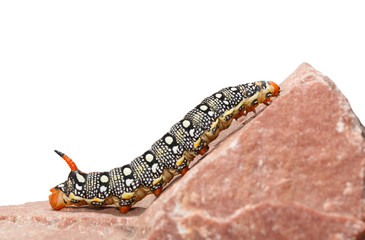 Red horn caterpillar