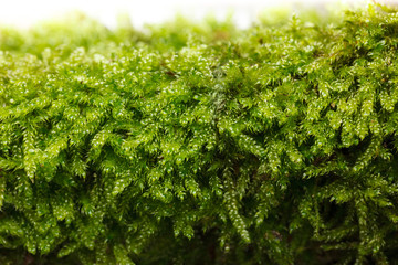 Moss texture