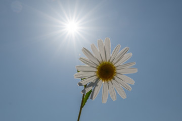 Grusskarte - Sommerblume mit Sonnenstrahlen vor blauem Himmel