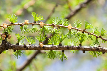 Greenery green fir tree branch with buds and small needles. Beautiful floral spring time background and forest landscape. Close-up, shallow depth of field, soft focus