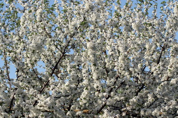 cherry bloom in the sunlight