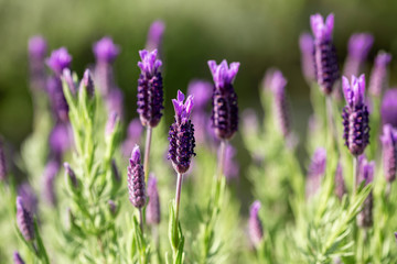 Close up of French lavender, Lavandula stoechas, growing in a herb nursery with shallow depth of field