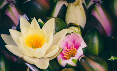 Fototapeta na wymiar Beautiful water lily bouquet